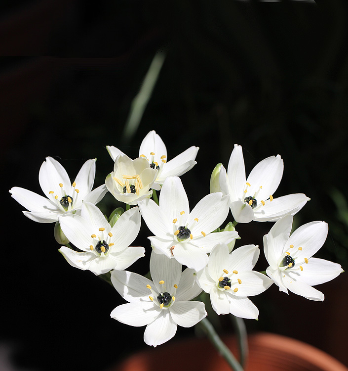 Ornithogalum arabicum