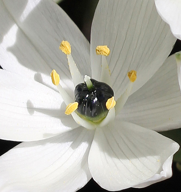 Ornithogalum arabicum