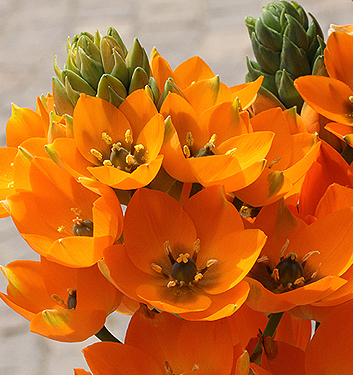 Ornithogalum dubium (orange)