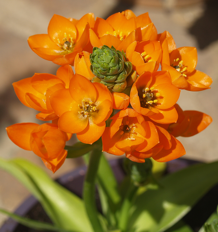 Ornithogalum dubium (orange)