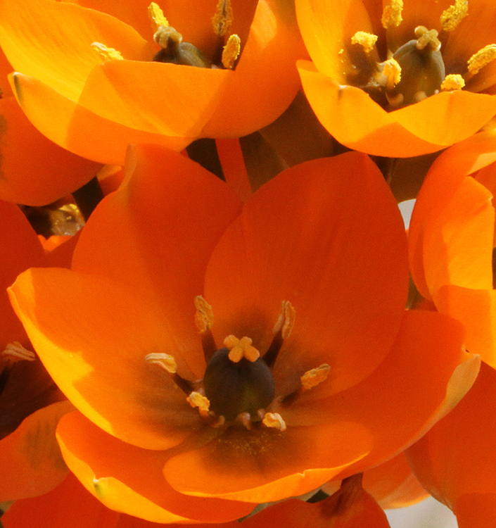 Ornithogalum dubium (orange)