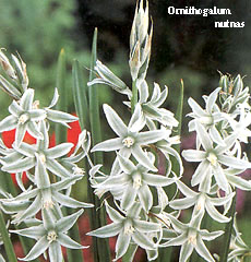 Ornithogalum nutans