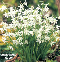 Ornithogalum nutans