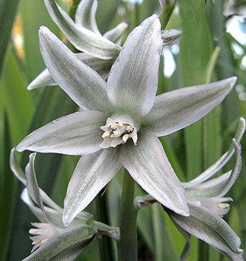 Ornithogalum nutans