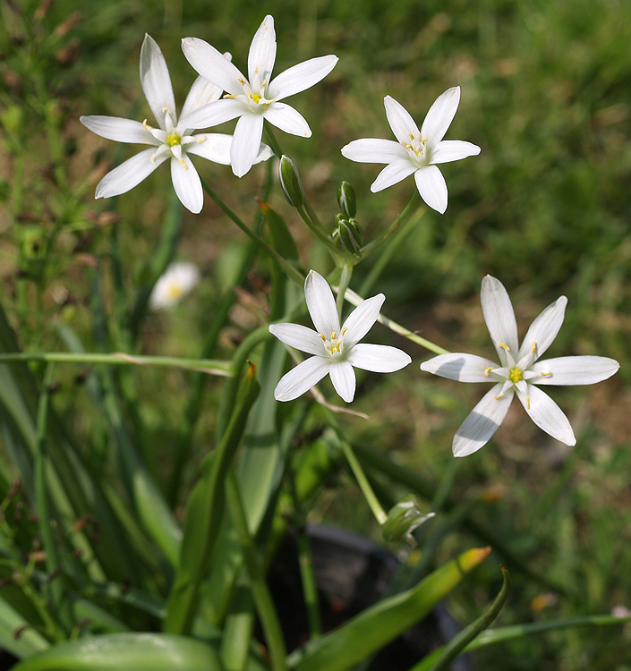 Ornithogalum umbellatum