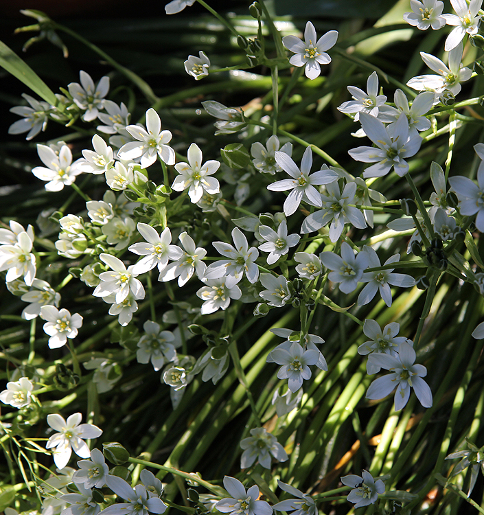Ornithogalum umbellatum