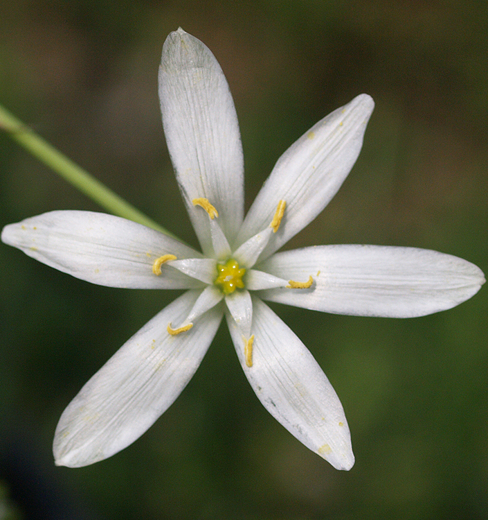 Ornithogalum umbellatum