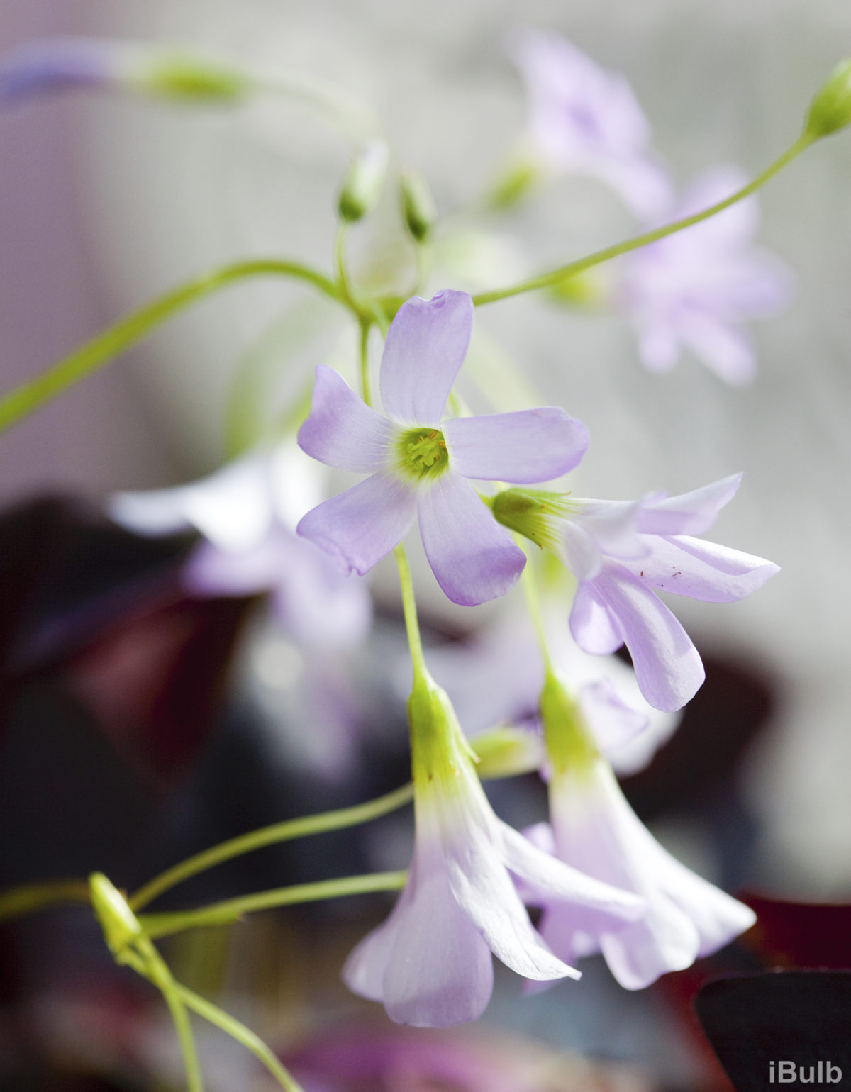 Oxalis triangularis