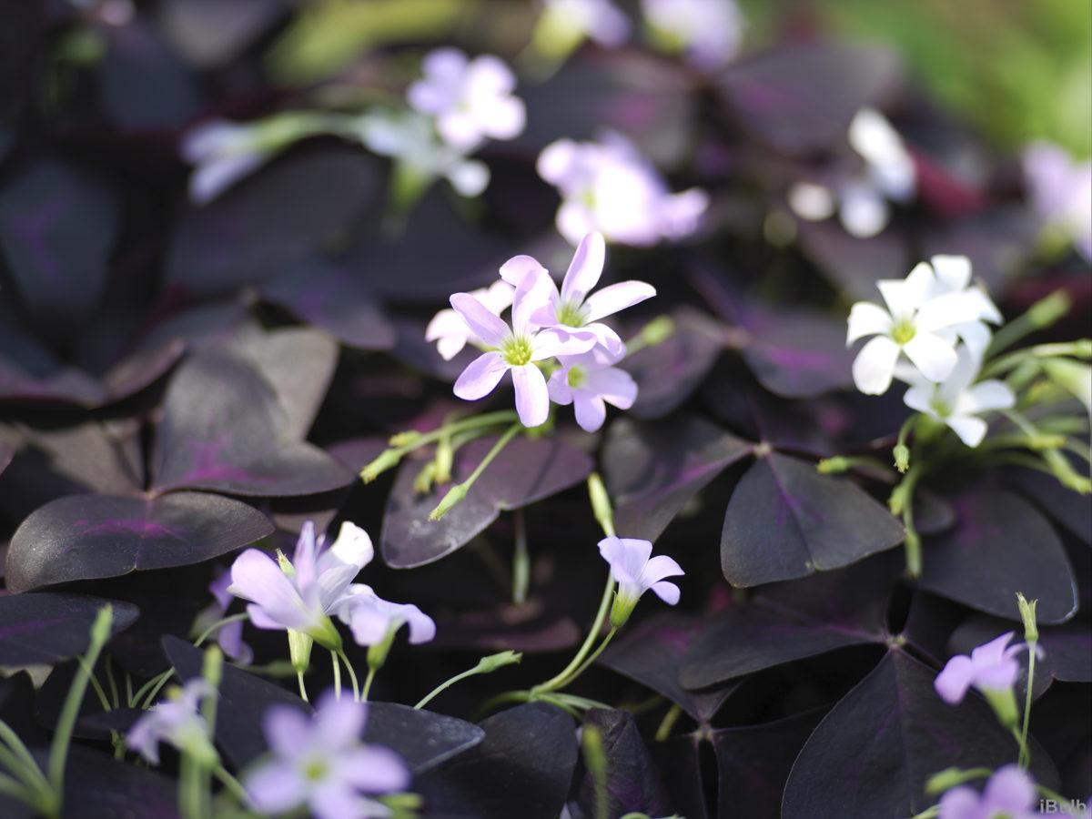 Oxalis triangularis