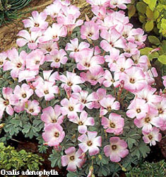 Oxalis adenophylla