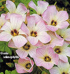 Oxalis adenophylla