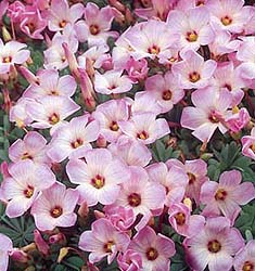 Oxalis adenophylla