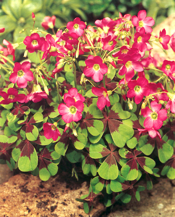 Oxalis deppei IRON CROSS