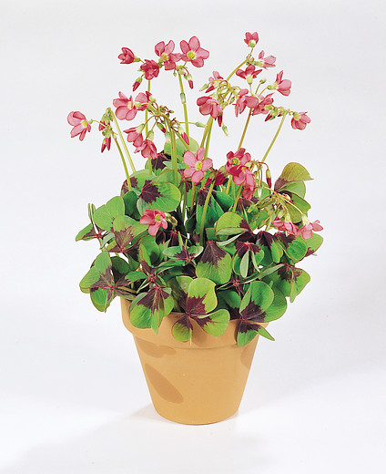 Oxalis deppei IRON CROSS
