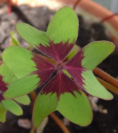Oxalis deppei IRON CROSS