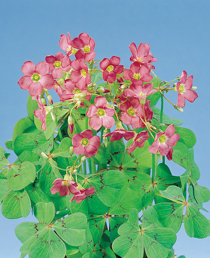 Oxalis deppei (tetraphylla)