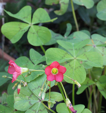 Oxalis deppei (tetraphylla)