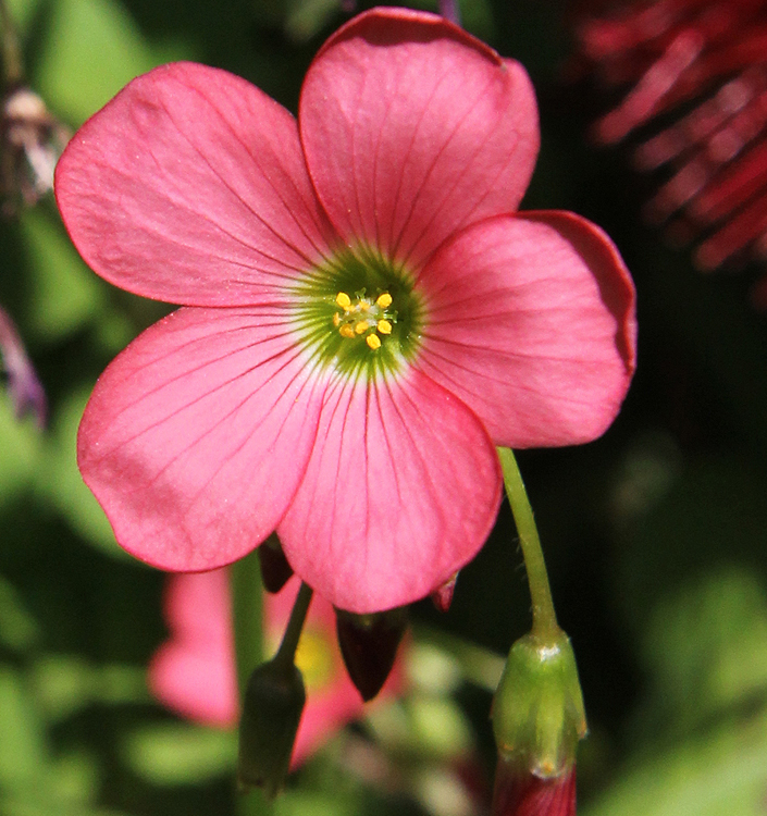 Oxalis deppei (tetraphylla)