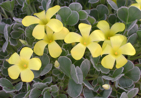 Oxalis purpurea KEN ASLET