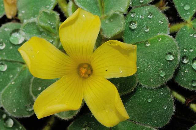 Oxalis purpurea KEN ASLET