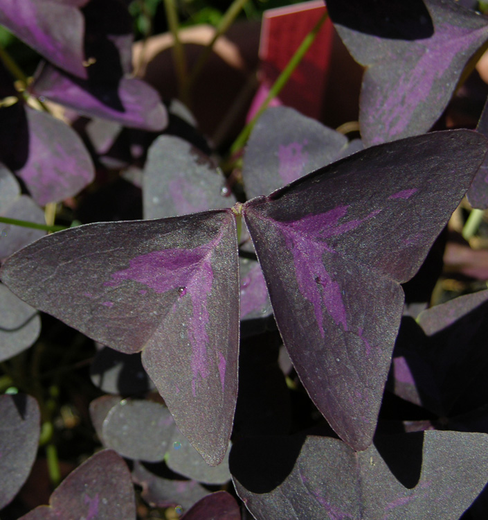 Oxalis triangularis
