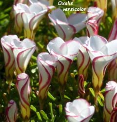 Oxalis versicolor
