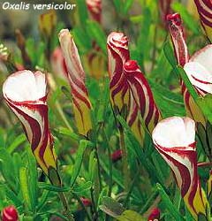Oxalis versicolor