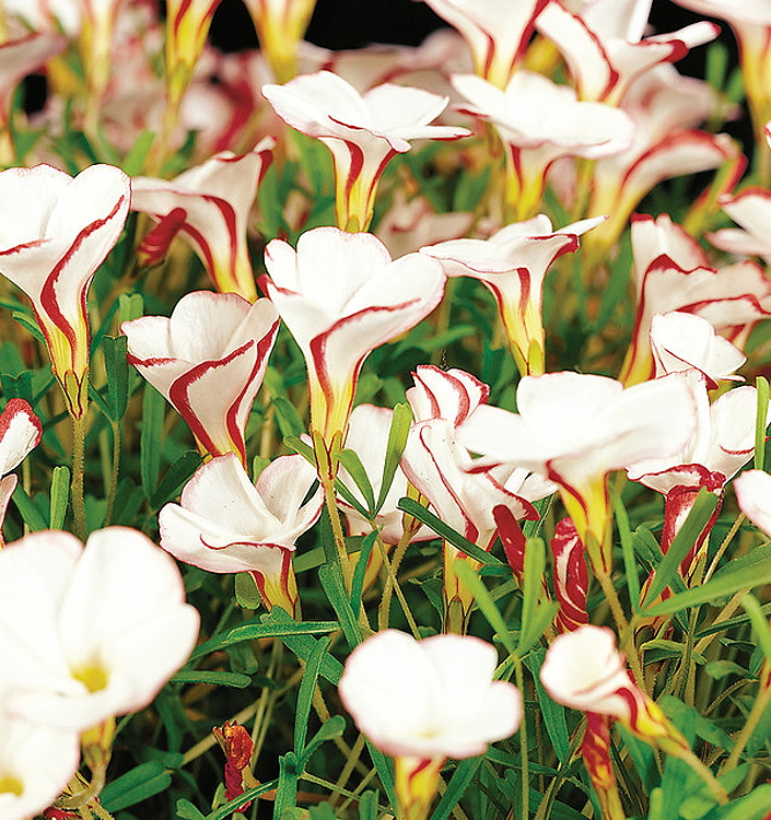 Oxalis versicolor