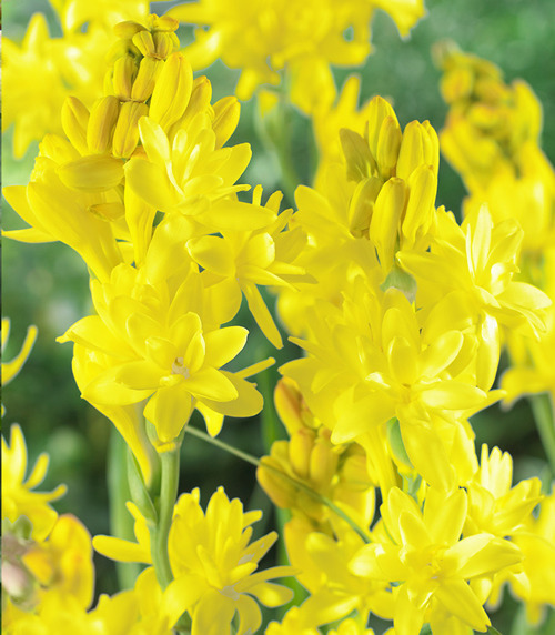 Polianthes tuberosa SUPER GOLD