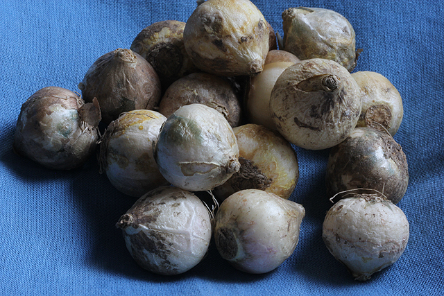 Puschkinia scilloides libanotica 'Alba'