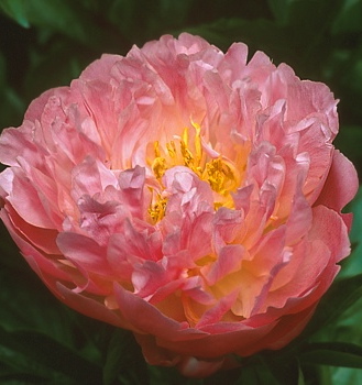 Paeonia lactiflora PINK HAWAIIAN CORAL
