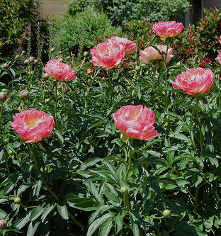 Paeonia lactiflora PINK HAWAIIAN CORAL