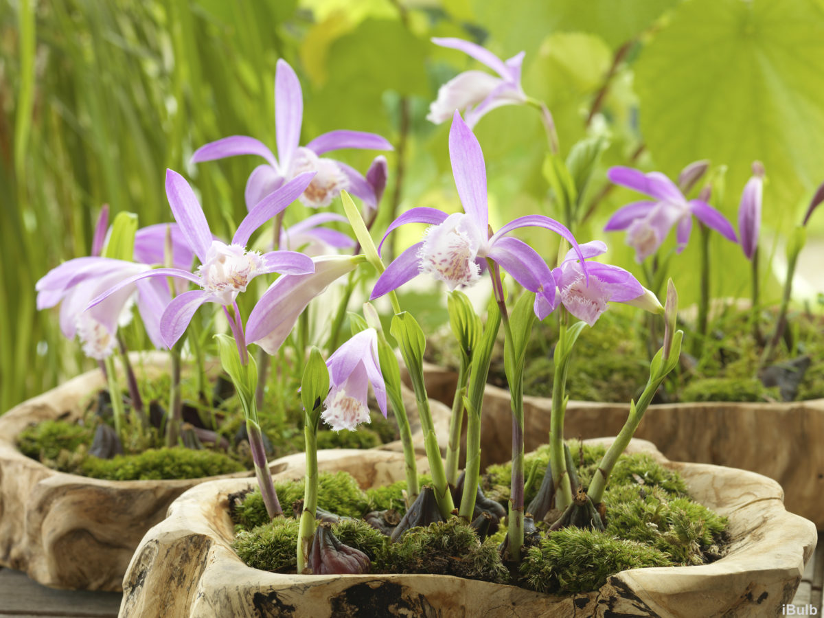 Pleione formosana
