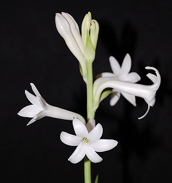 Polianthes tuberosa YJJAWALA