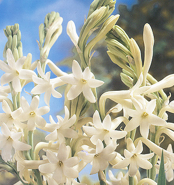 Polianthes tuberosa YJJAWALA