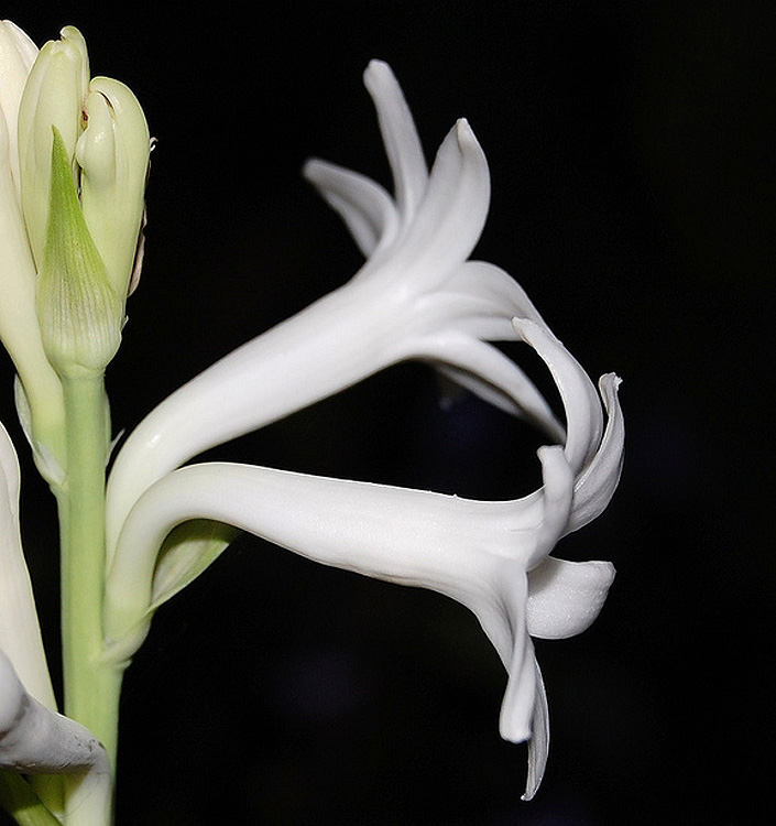 Polianthes tuberosa YJJAWALA