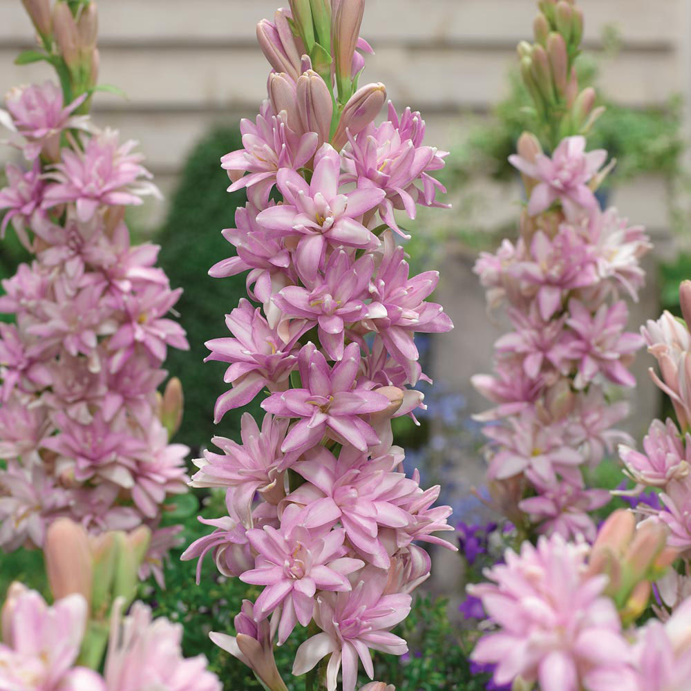 Polianthes tuberosa PINK SAPPHIER