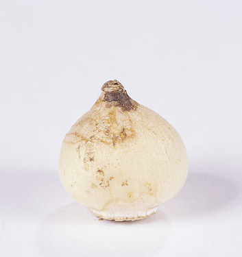 Puschkinia scilloides libanotica