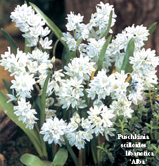 Puschkinia scilloides libanotica 'Alba'