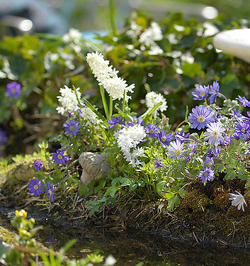 Puschkinia scilloides libanotica 'Alba'