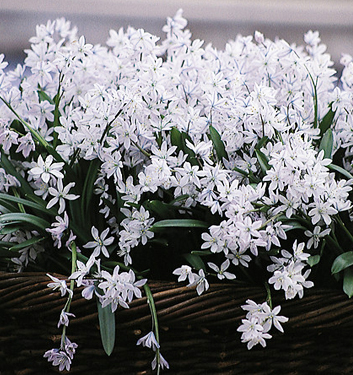 Puschkinia scilloides libanotica 'Alba'