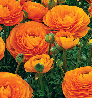 Ranunculus ibrido a fiori arancioni (AVIV ORANGE)