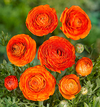 Ranunculus ibrido a fiori arancioni (AVIV ORANGE)