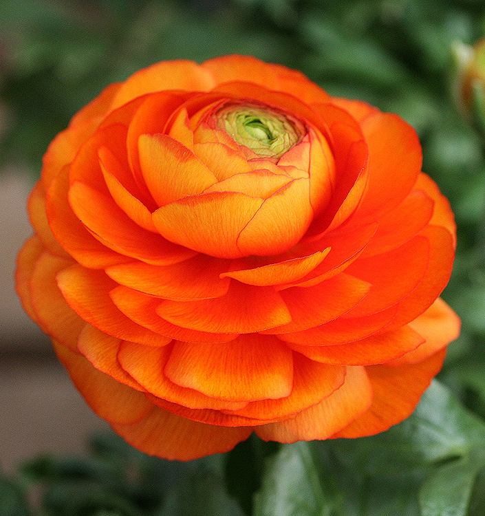 Ranunculus ibrido a fiori arancioni (AVIV ORANGE)