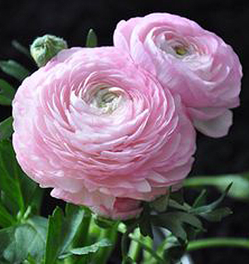 Ranunculus ibrido a fiori rosa (AVIV ROSE)