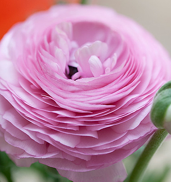 Ranunculus ibrido a fiori rosa (AVIV ROSE)