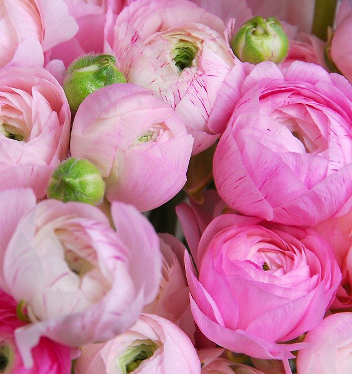 Ranunculus ibrido a fiori rosa (AVIV ROSE)
