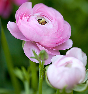 Ranunculus ibrido a fiori rosa (AVIV ROSE)