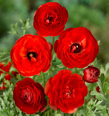 Ranunculus ibrido a fiori rossi (AVIV RED)