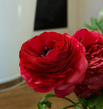 Ranunculus ibrido a fiori rossi (AVIV RED)
